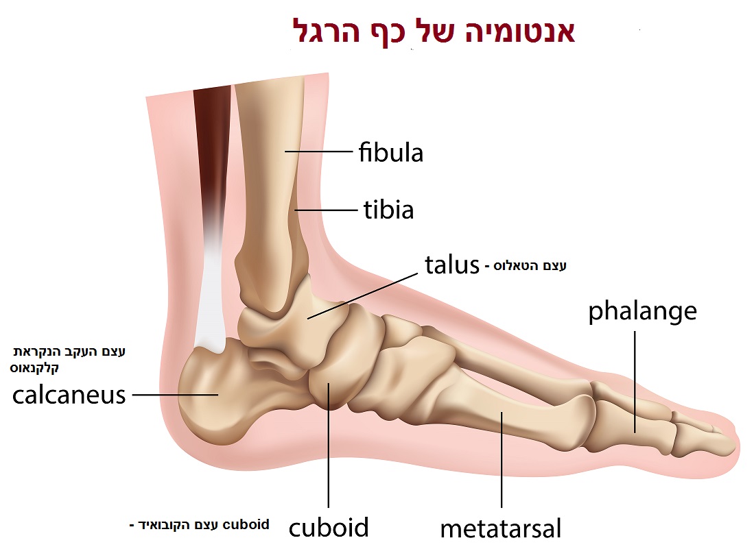 אנטומיה של כף הרגל