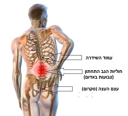 כאבי גב תחתון