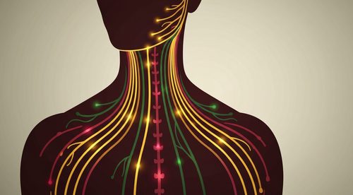 איור מרידיאנים באיזור הצוואר לפי הרפואה הסינית